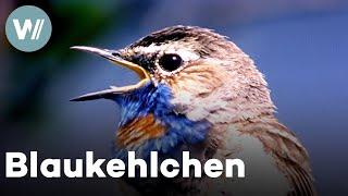 Blaukehlchen kümmern sich liebevoll um ihren Nachwuchs