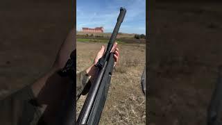 Amazing birds hunting with airgun #birdshunting #hunting #airgunhunters #airgun