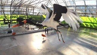 Saddle-billed Stork flies beautifully. I also got a snack. クラハシコウが美しく飛ぶ。おやつもあげちゃいました。