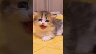 Your Little Cutie Is Here!#cute  #cat #kitten #meow  #funny