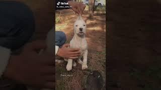 animal transformation beast mode - animal transformation tiktok - animal edits - animal edits 18