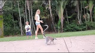 Funny ring-tail lemur in Australia