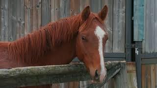 2866 256 Street Langley Amy Brattebo - Acreage and Equestrian Property Realtor, Fraser Valley BC