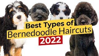 Best Types of Bernedoodle Haircuts  Winter, Summer, Kennel, Poodle, Teddy Bear, Lamb, Mohawk 