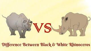 Black Rhinoceros VS White Rhinoceros... who is more aggressive?