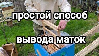 Начинаем выводить матокПростой способ вывода маток!  #беларусь #осиповичи #природа #пчеловодство