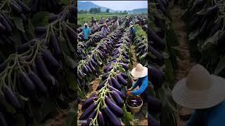 Have you ever seen so many eggplants?#fruit #farming#farm #nature #shorts