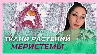 Ткани растений — Образовательная ткань. ЦТ/ЦЭ/устный экзамен