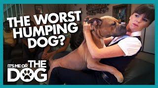 Is 'Prince' the Worst Humper EVER? | It's Me or the Dog