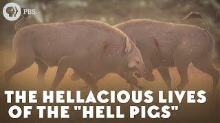 The Hellacious Lives of the "Hell Pigs"