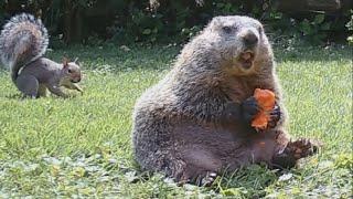 The most relaxed groundhog