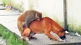 Monkey tries to have sex with dog