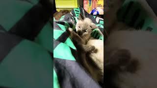 Feisty kitten 