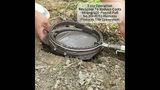 Wild Boar Hunting wild boar trap: Teaching You How to Trap Wild Boar-4