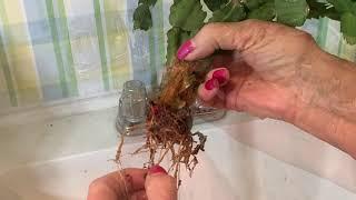 Transplanting Christmas Cactus from Soil to Hydroponics