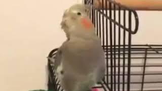 music parrot