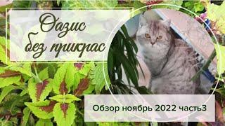 Оазис без прикрас. Кот в горшке. Обзор растений часть 3.