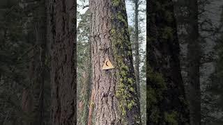 Sequoia National Park - US Road Trip Day 1 