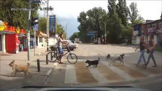 4*Животные-пешеходы,умные и дурные! Law-abiding pedestrian