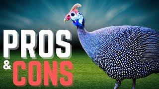 The Truth of Raising Guinea Fowls