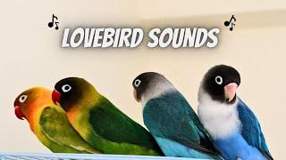 Lovebird Sounds for Lonely Birds (1 Hour)