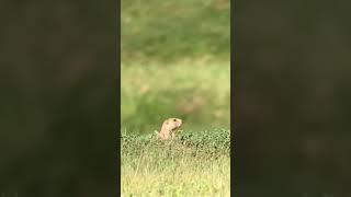 Prairie dog vaporized at 150 yds #shorts