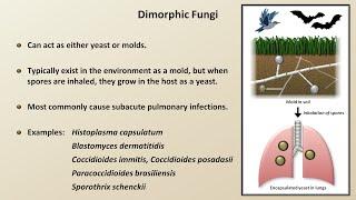 Classification and Structure of Fungi (Fungal Infections - Lesson 1)