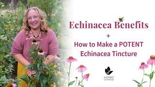 Echinacea Benefits + How to Make Echinacea Tincture | Herbs for Immune System