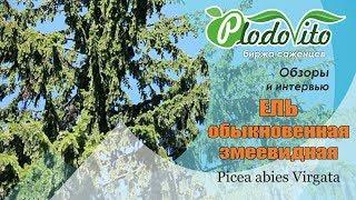 Ель обыкновенная змеевидная I Picea abies Virgata. Уникальное дорогое декоративное дерево.