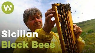 Black bees are a unique species surviving climate change | Master of Bees (Sicily)