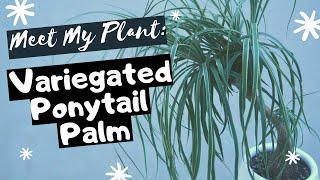 Meet My Plant: Beaucarnea Recurvata ‘Variegata’ / Ponytail Palm | EP 06