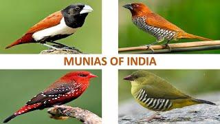 Munias of India  | Birds | Indian Birds