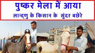 लान्द्णु के किसान की सुंदर बछेरे पुष्कर मेला बाज़ार 2023  Pushkar Horse Fair 2023 Horse Market Video