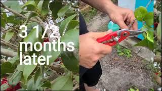 How to Air Layer Camellias with Success!  Propagating Camellias.