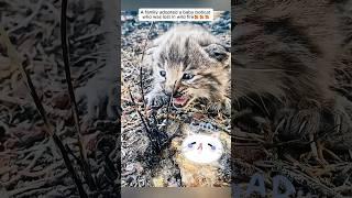 A family adopted a baby bobcat who was lost in wild fire #shorts