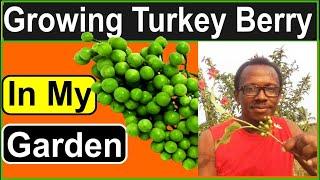 Growing Turkey Berry plant | Health benefits of turkey berry in a plant-based diet.