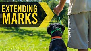 Extending Marks - Duck Dog Training