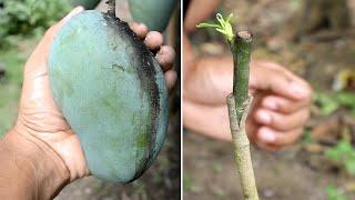 Grafting Idea To Make Your Mango Tree Bear Fruit Quickly