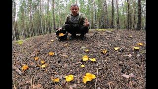 ГРИБОВ море/маслята, грузди, рыжики/предпочтения отдали ЛИСИЧКАМ/ ГРИБНОЙ ГОД