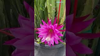 Stunning Epiphyllum Flower