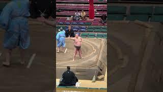 栃春日