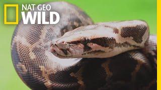 Pythons 101 | Nat Geo Wild