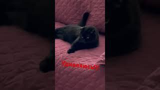 Котики и кошки!! Вот смотрю и удивляюсь