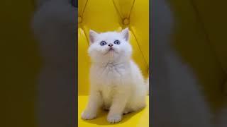 YOU are my HONEY bunch - Cute Cat ️ #shorts #youtubeshorts #cat