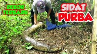 SIDAT PURBA ‼️ SAMPAI KEWALAHAN MENAKLUKAN SIDAT MONSTER YANG SATU INI | BIG EEL | EEL FISHING