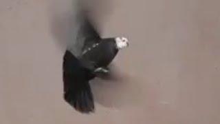 от Санжара чисто винтовые Самаркандские Голуби #tauben #pigeons