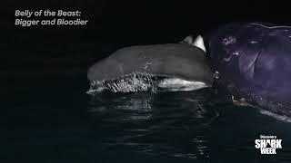 18-foot Great White Rips off Part of Giant Whale Carcass Decoy | Shark Week