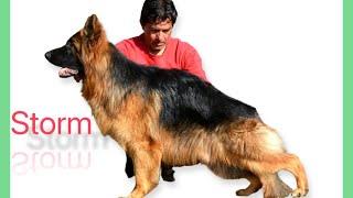 Storm Big Size German Shepherd