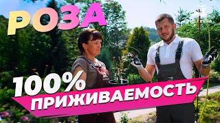 НЕ СПЕШИТЕ ВЫСАЖИВАТЬ! ПОСАДКА РОЗЫ ИЗ ГОРШКА В ГРУНТ. 100% ПРИЖИВАЕМОСТЬ