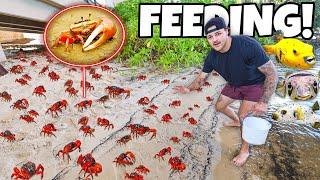 Feeding My PUFFER FISH Live CRABS!!